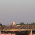 20_15-mast.jpg