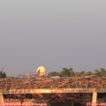 20_20-mast.jpg