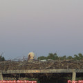 20_25-mast.jpg
