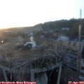 20_25-nest.jpg