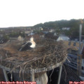 06_10-nest.jpg