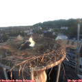 06_15-nest.jpg