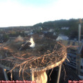 06_20-nest.jpg
