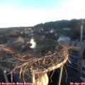 06_25-nest.jpg