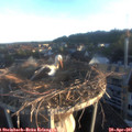 06_30-nest.jpg