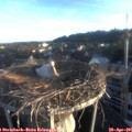 06_40-nest.jpg