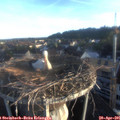 06_45-nest.jpg