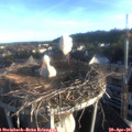 06_50-nest.jpg