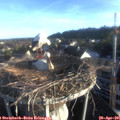 06_55-nest.jpg