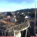 07_00-nest.jpg