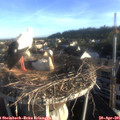 07_05-nest.jpg