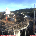 07_10-nest.jpg