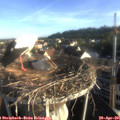 07_15-nest.jpg