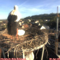 07_25-nest.jpg