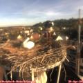 07_40-nest.jpg