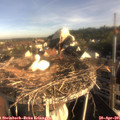 07_50-nest.jpg