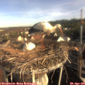 08_05-nest.jpg