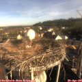 08_10-nest.jpg