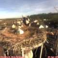 08_15-nest.jpg