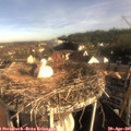 08_20-nest.jpg