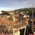 08_30-nest.jpg