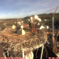 08_45-nest.jpg
