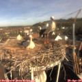 08_50-nest.jpg