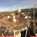 09_00-nest.jpg