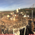 09_10-nest.jpg