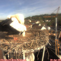 09_15-nest.jpg