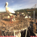 09_25-nest.jpg
