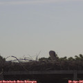 09_30-mast.jpg