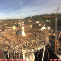 09_30-nest.jpg
