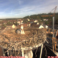 09_35-nest.jpg