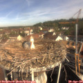 09_40-nest.jpg