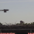 09_50-mast.jpg