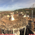 09_55-nest.jpg