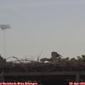 10_00-mast.jpg