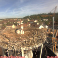 10_05-nest.jpg