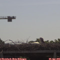 10_15-mast.jpg