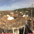 10_15-nest.jpg
