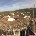 10_25-nest.jpg