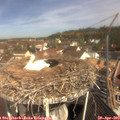 10_40-nest.jpg