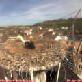10_45-nest.jpg