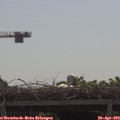 10_50-mast.jpg