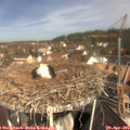 10_50-nest.jpg