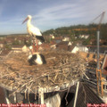 10_55-nest.jpg