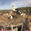 11_00-nest.jpg