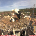 11_05-nest.jpg