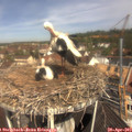 11_10-nest.jpg